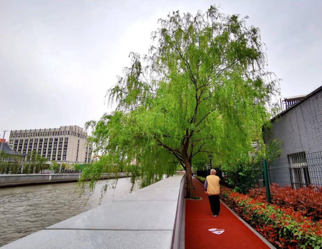 便民苏州河健身步道华政段恢复开放一步一景美如画