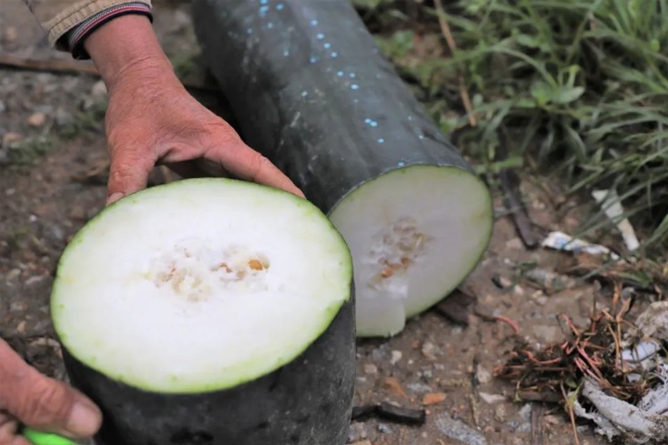 蔬菜界的"黑美人"——黑皮冬瓜,原来你这么不一样!