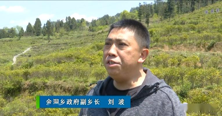 走基层看发展系列报道黔江区金洞乡全力打造中药材之乡为乡村振兴蓄势