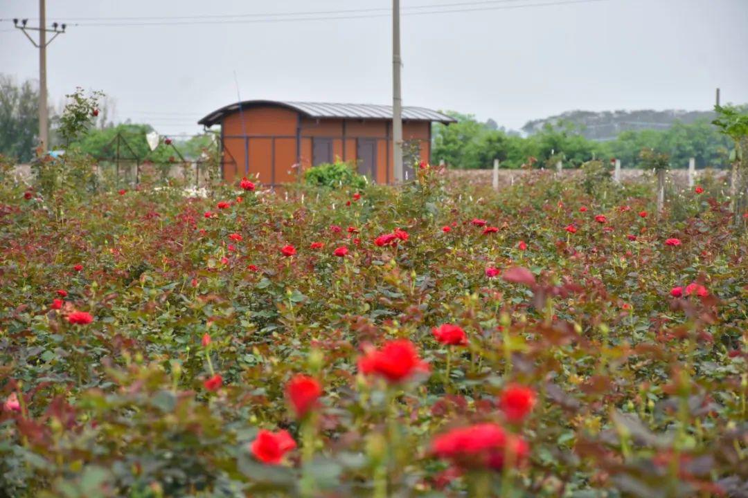 佛山这里200亩红艳玫瑰开得正靓下田采摘1元1支