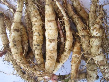 20年前这"野味"泛滥成灾,被誉为野菜中珍品,今天却成稀罕货_蚕子