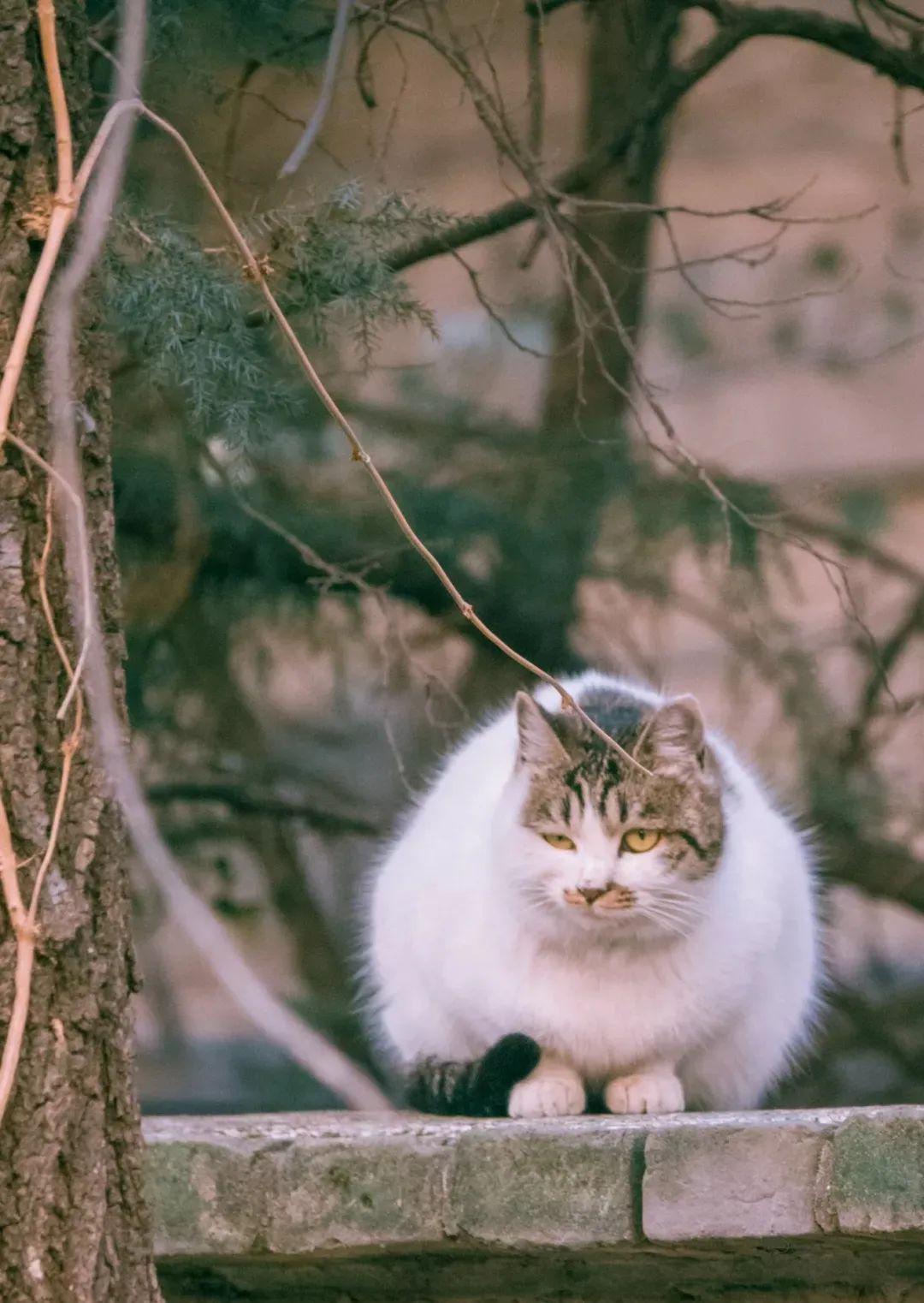 北大猫咪图鉴最混乱的猫猫关系全在这所校园里了