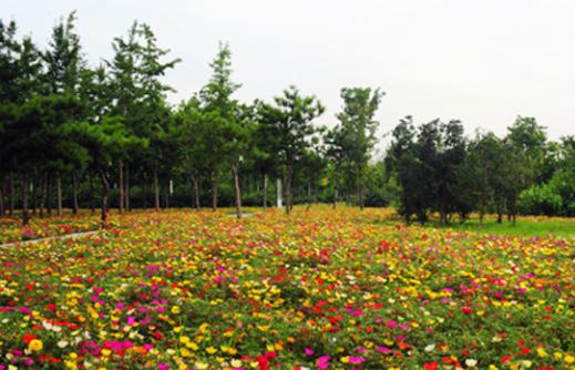 雞髻花,老來紅,蘆花雞冠,筆雞冠,小頭雞冠,鳳尾雞冠,大雞公花,雞角根