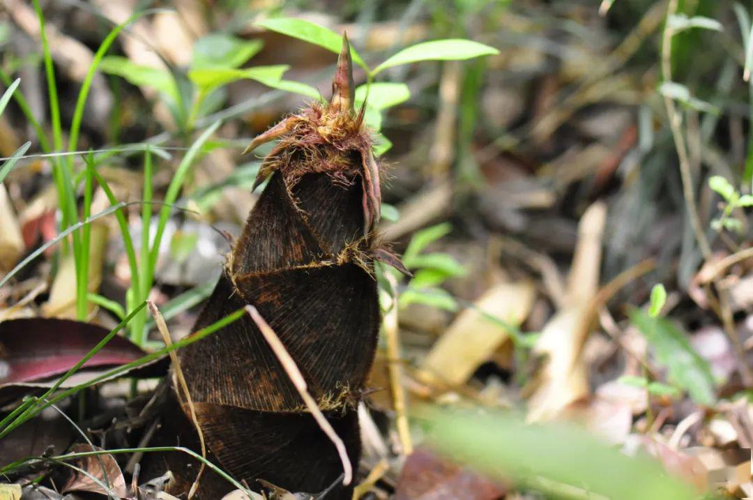 碎碎念:上海部分公园有同属的黄条早竹,白哺鸡竹,花哺鸡竹,乌哺鸡竹
