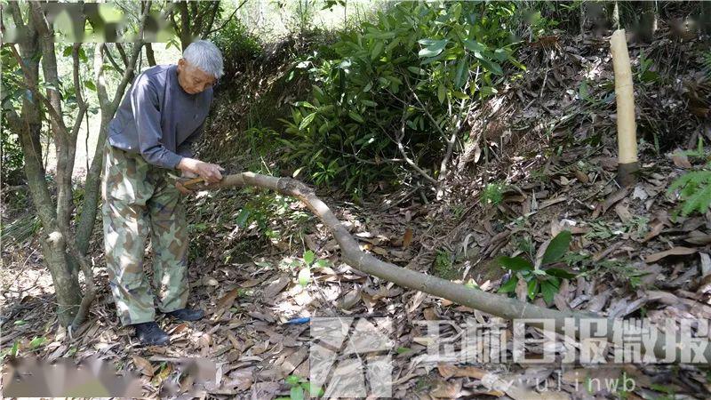 這段時間容縣這個村的村民紛紛上山給樹剝皮怎麼回事