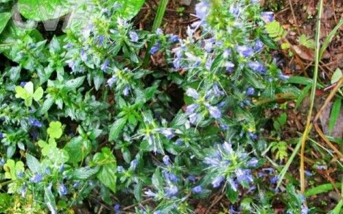 农村这3种常见野草以前人们用来喂猪最后一种可做茶价格不菲