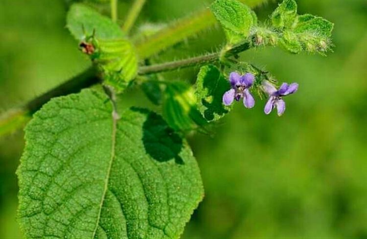 农村这种草蛇非常害怕它却是农民的救命良药