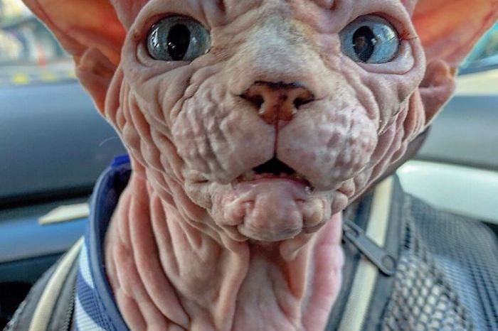 说起龙珠里的破坏神比鲁斯相信大家都不陌生.