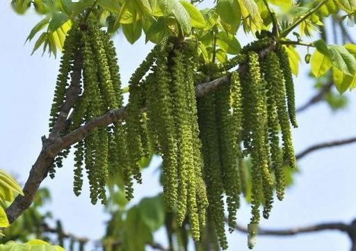 陇县特产核桃花菜