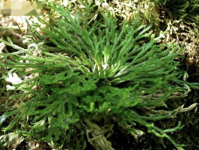 树林里有1种九死还魂草若是看到请保护花市里20元1盆