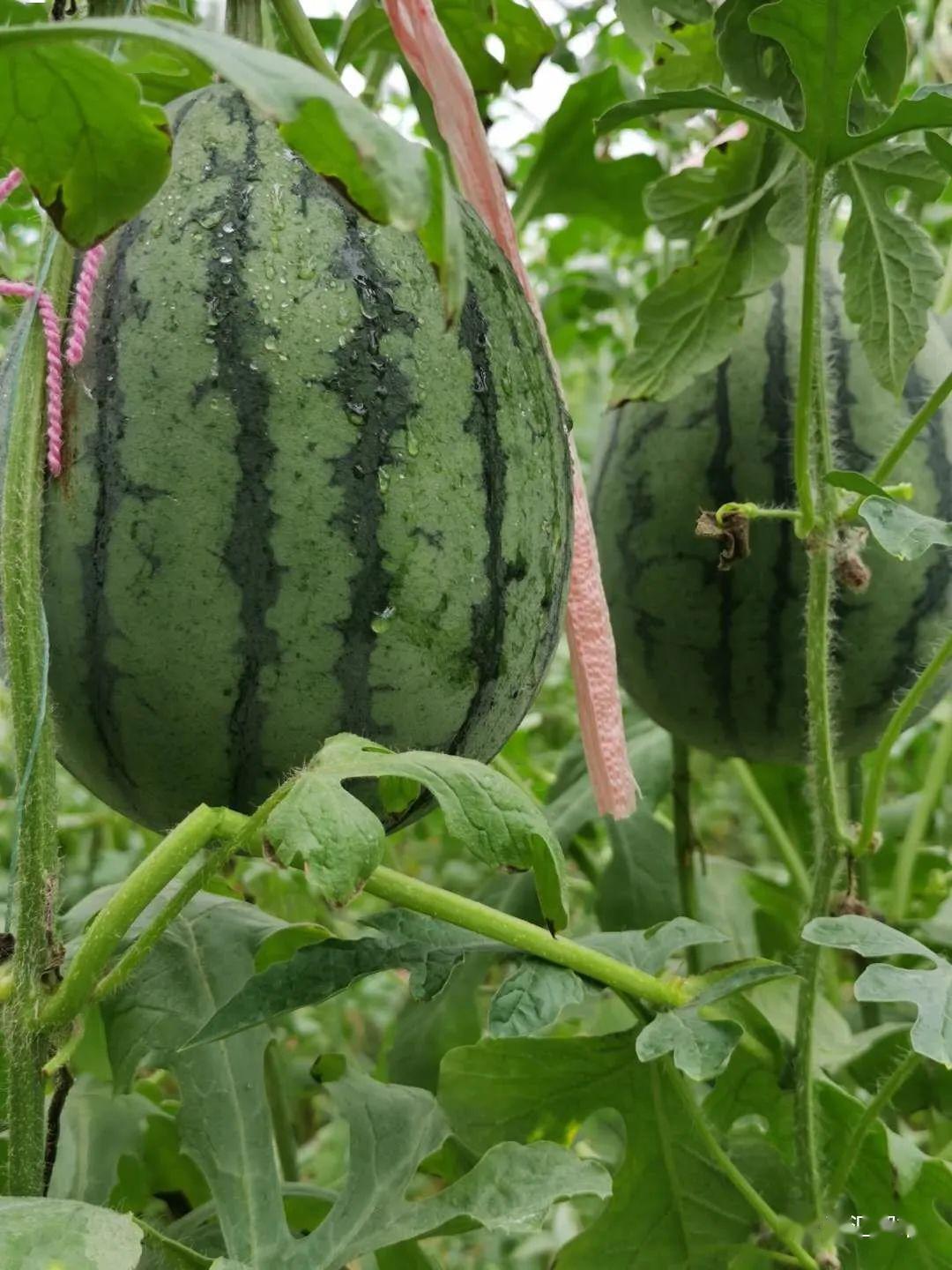 百汇超市基地直采新鲜珍珠红西瓜上市了哦