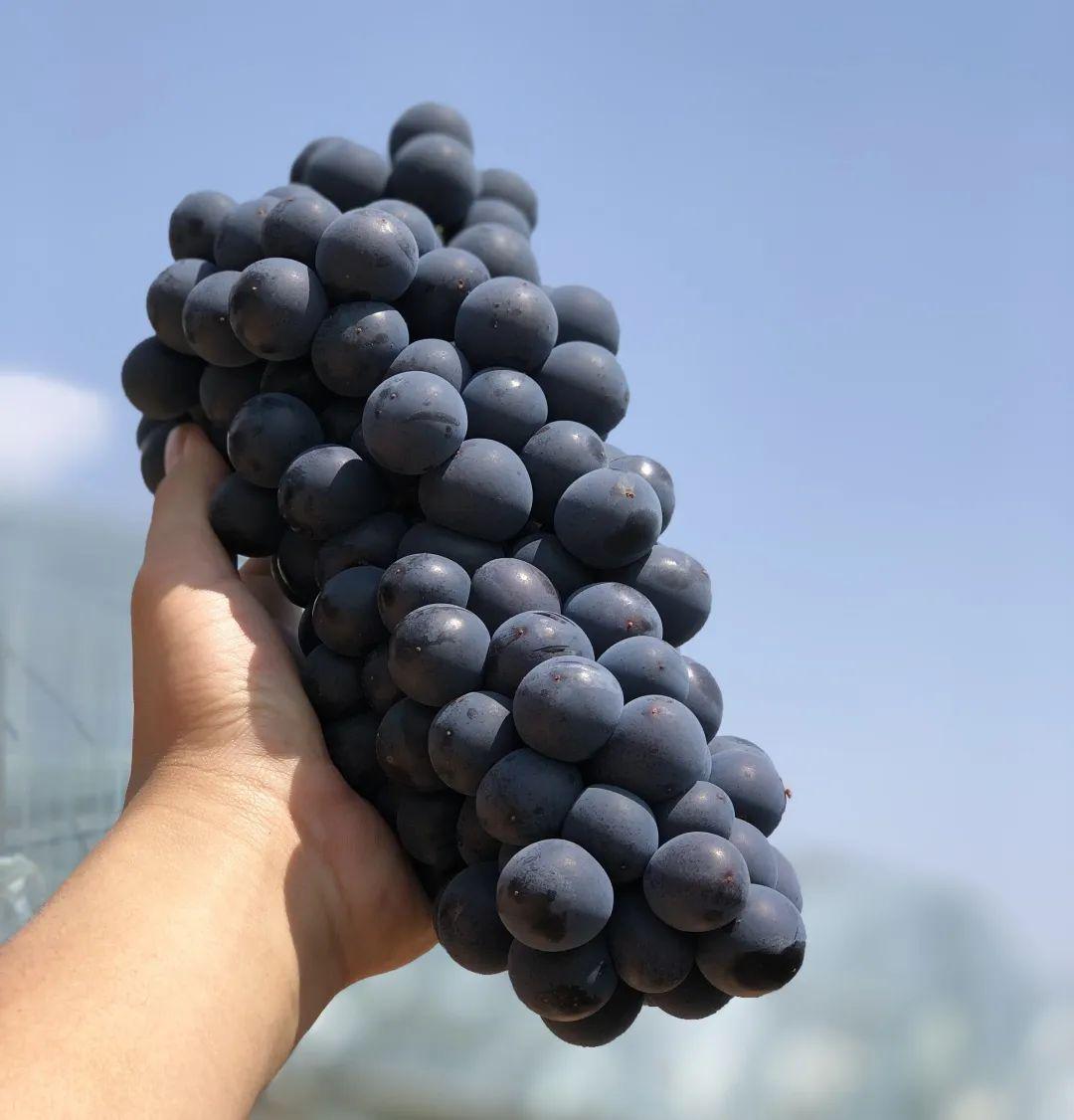 不用吐籽的大蜜蜜夏黑葡萄抢先上市了硬脆q弹爆甜汁像果冻一样吸着吃