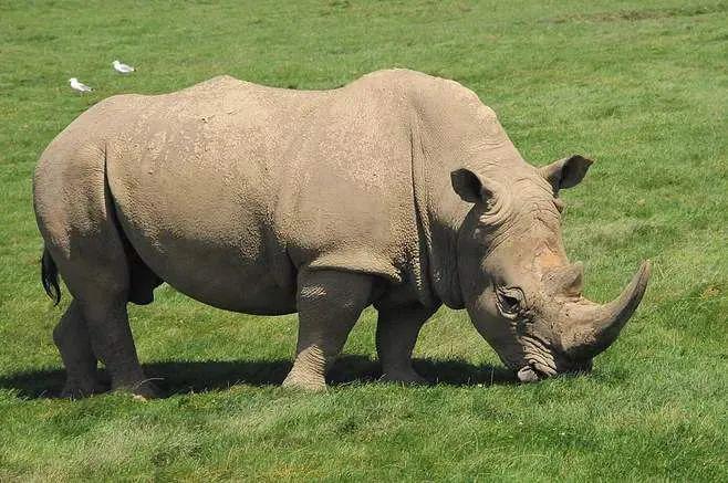 水牛不管这两个观点孰对孰错,这两位老师都认为这个纹饰代表了当时