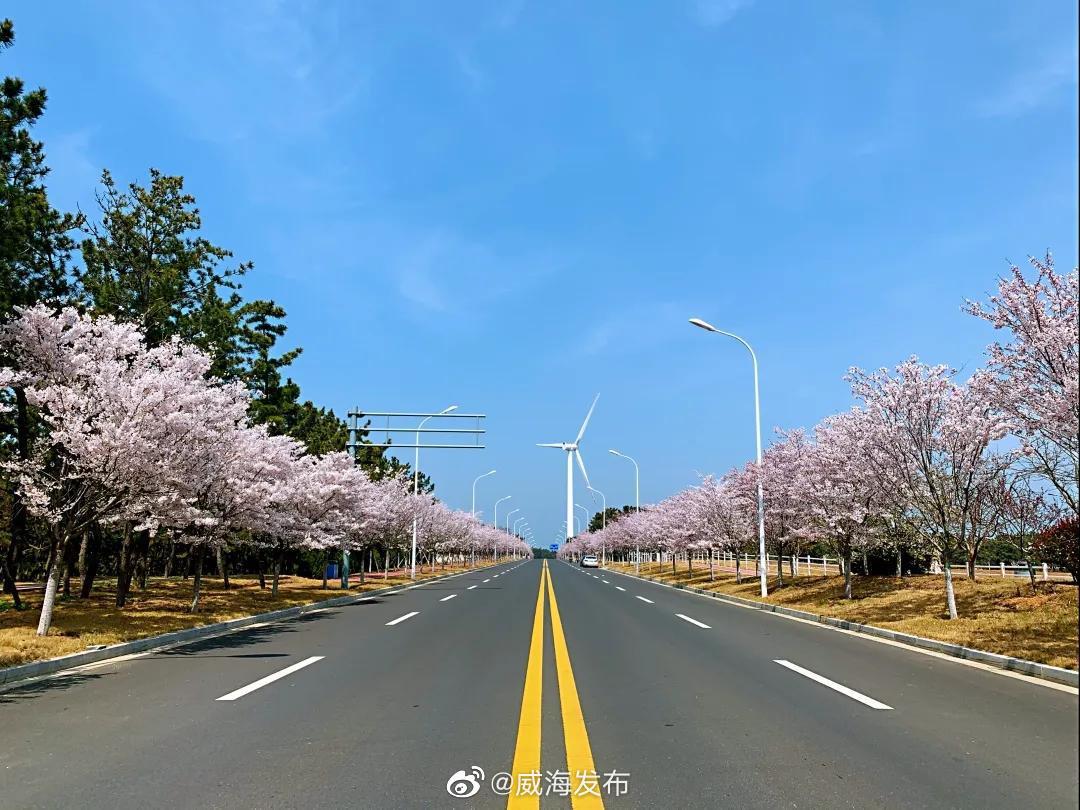 威海行道树种类,16种行道树常绿树种,威海的观赏植物有哪些(第3页)_大山谷图库