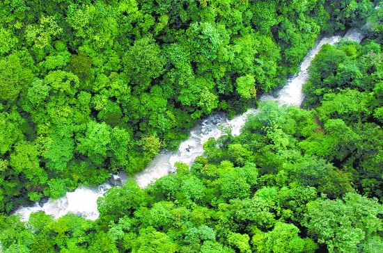 山东:引入民间资本 把林业资源变成"活资本"