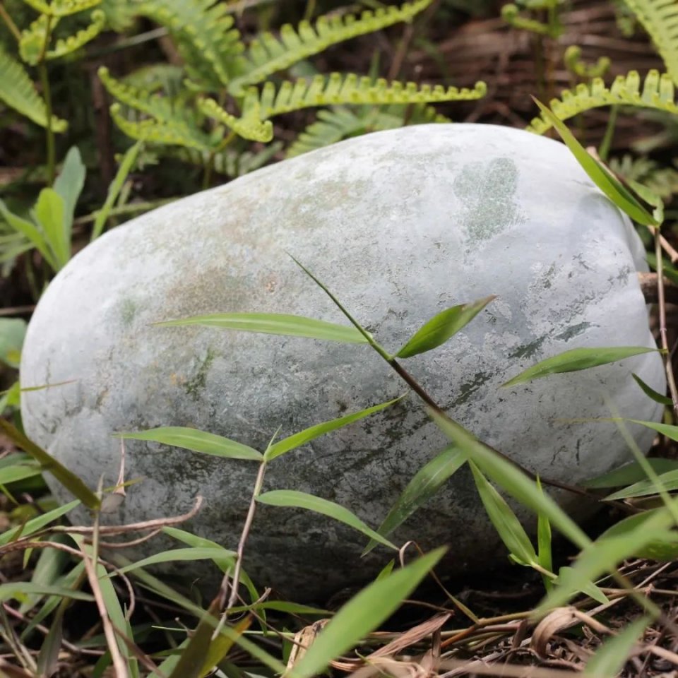 蔬菜界的黑美人黑皮冬瓜原来你这么不一样