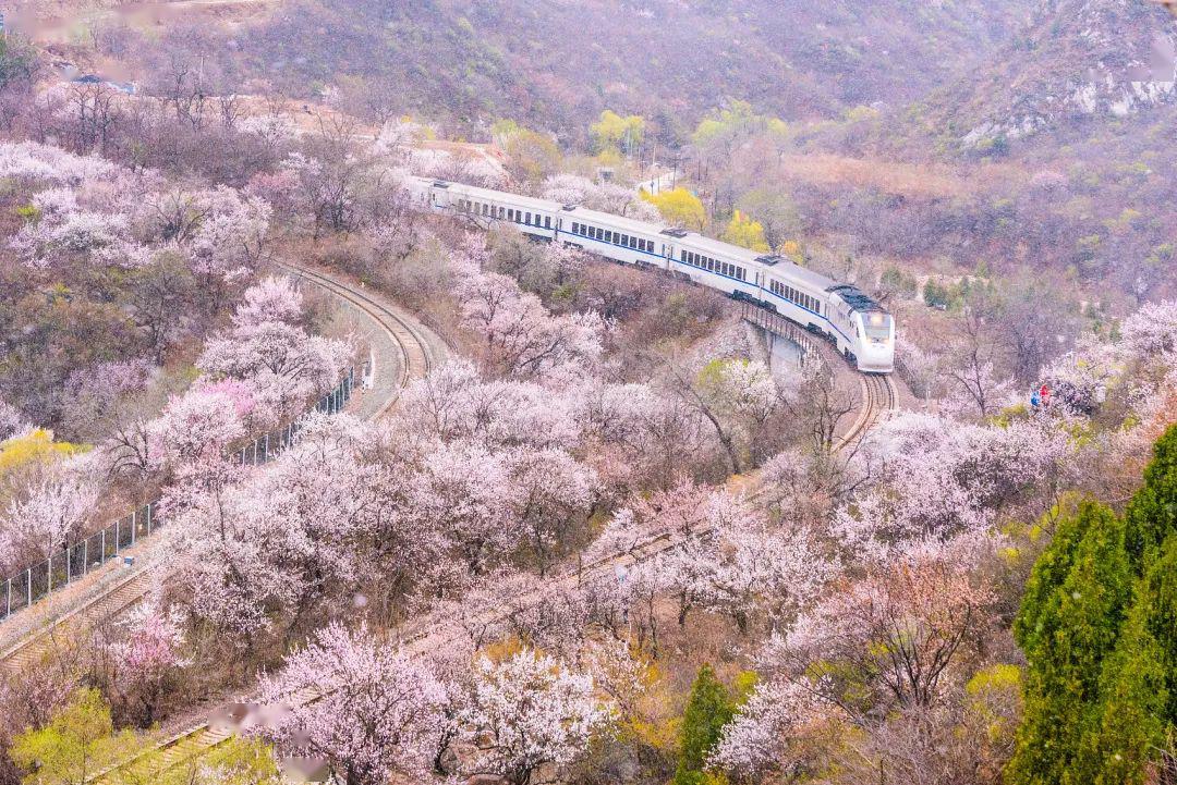 樱花火车壁纸图片