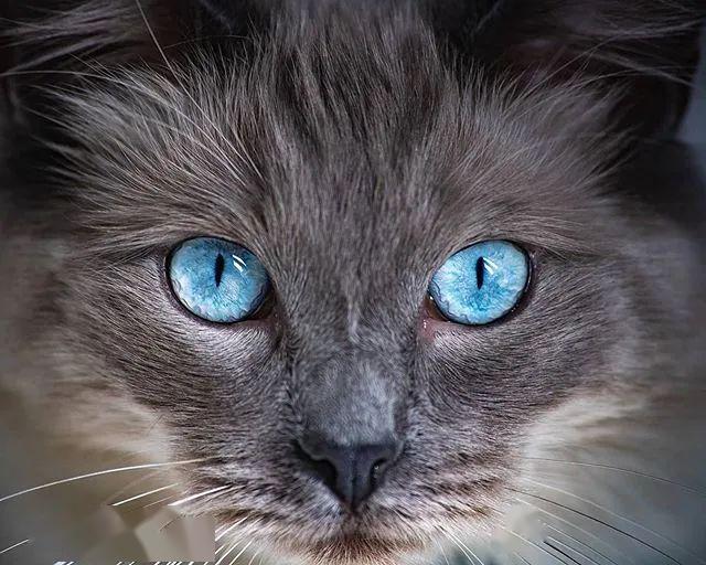 猫眼睛星辰大海特写图片