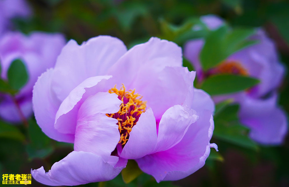 牡丹高清大图欣赏古人在唐宋就开始研究培育新品种了国色天香