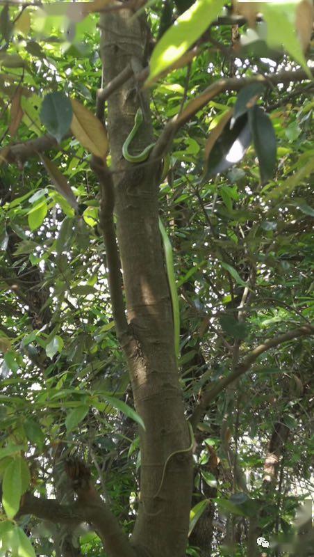 永安万竹山市民散步时惊遇一条青竹蛇,游玩的人一定要小心!