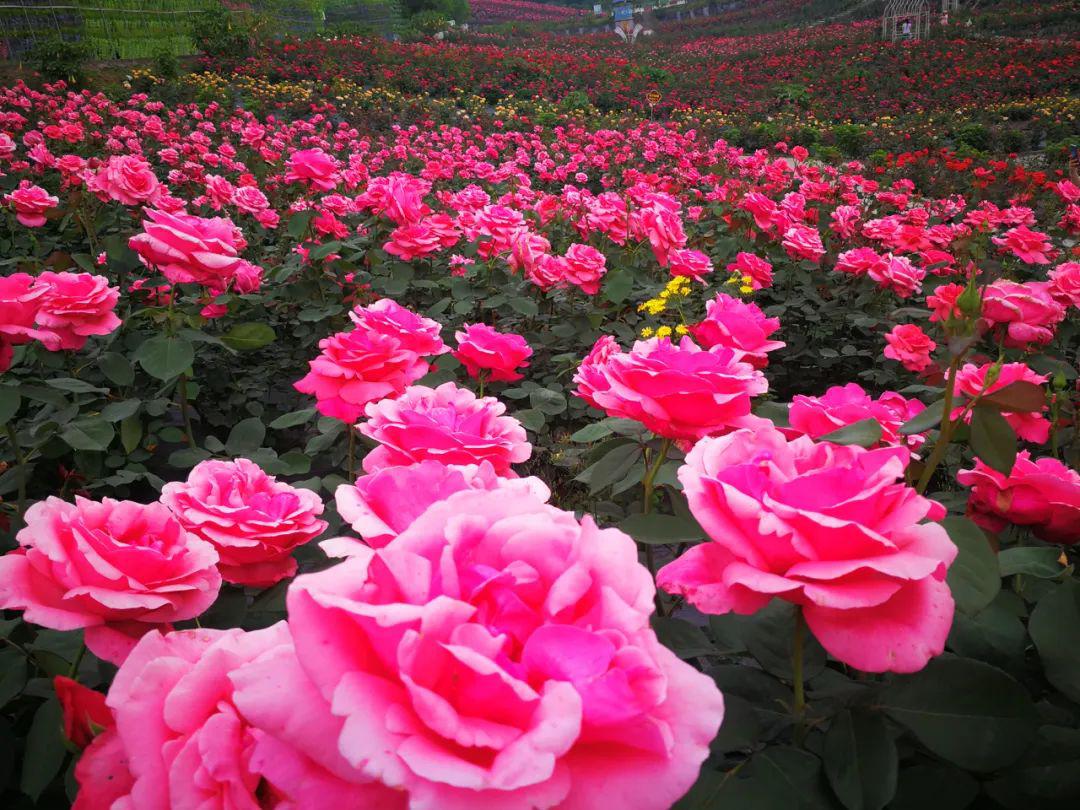 实踩秘密花园成都周边这5处玫瑰花海明天就去耍