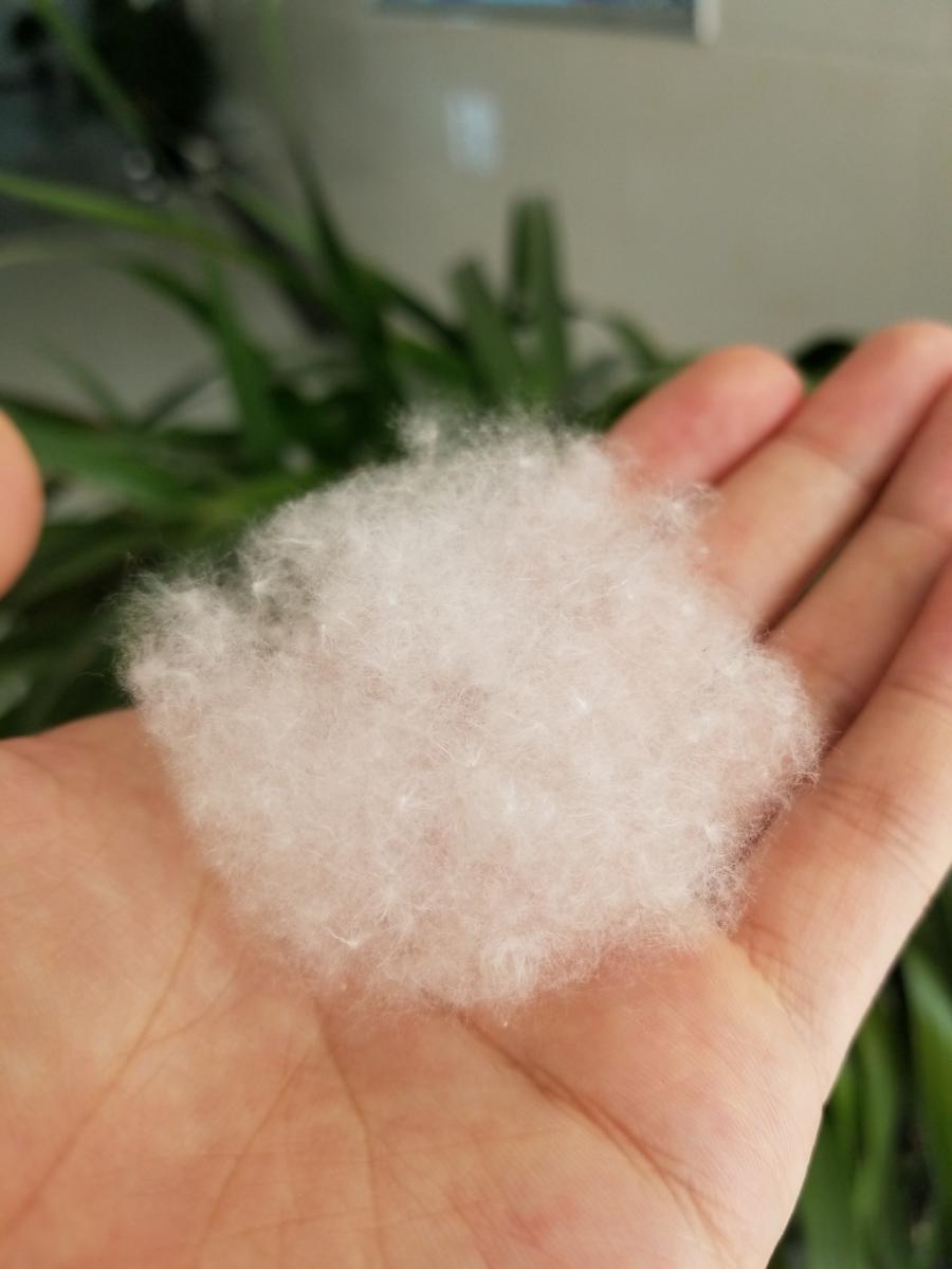 杨,柳絮在日常生活中存在安全隐患!