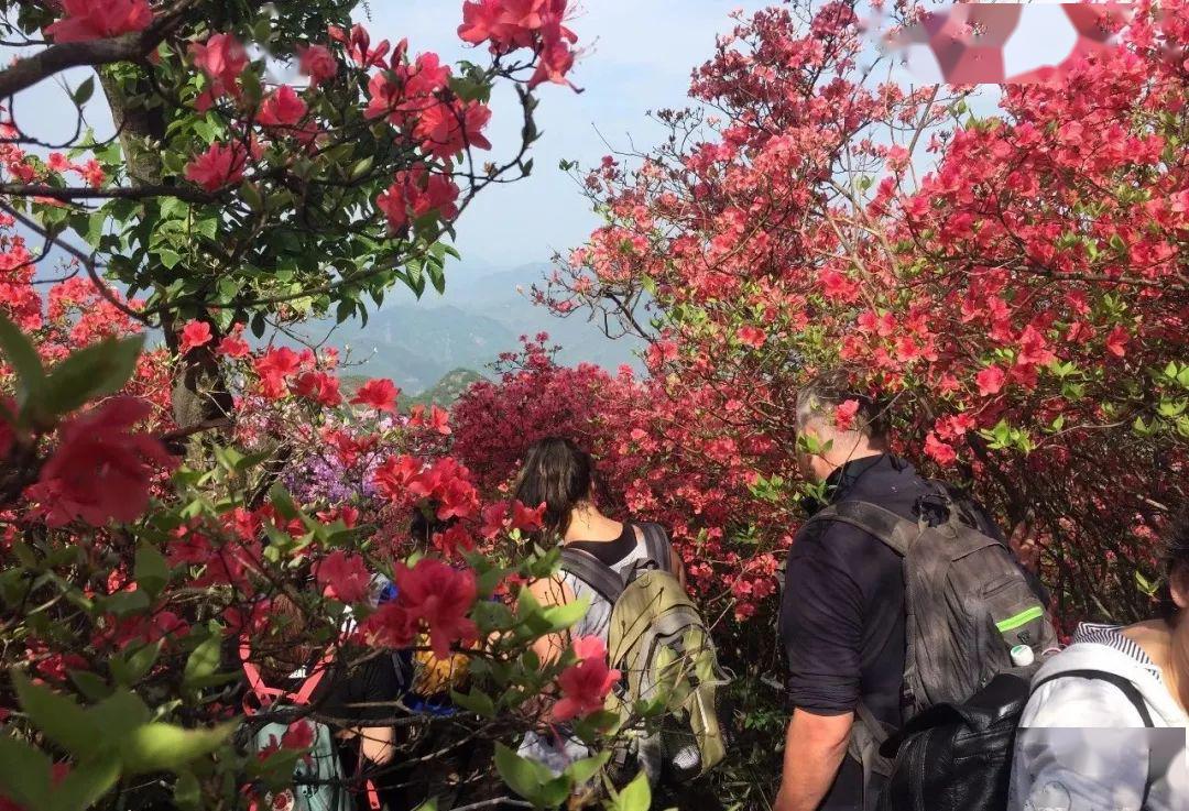 42526游余杭鸬鸟山赏漫山杜鹃花穿越高山草甸