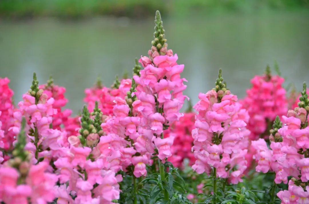 灿烂金鱼草一片花海香