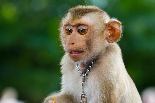 小猴子的脸还没有主人的手大,但是配合着小猴子独有的大耳朵,啊哈哈