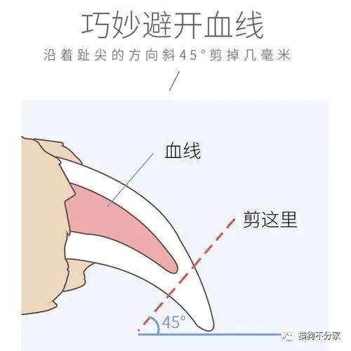 如何给狗狗剪指甲需要注意什么