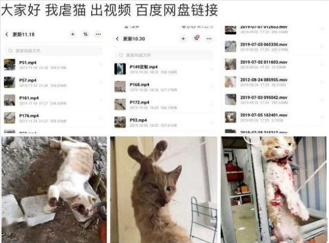 山东大学生拍虐猫视频贩卖2个月致死80只动物只是动物人不一定是人