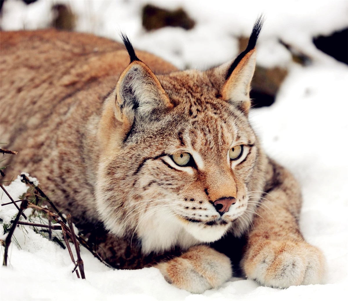 原创四川甘孜发现猞猁,趴在雪山标记领地,群狼路过闻到其气味赶紧跑