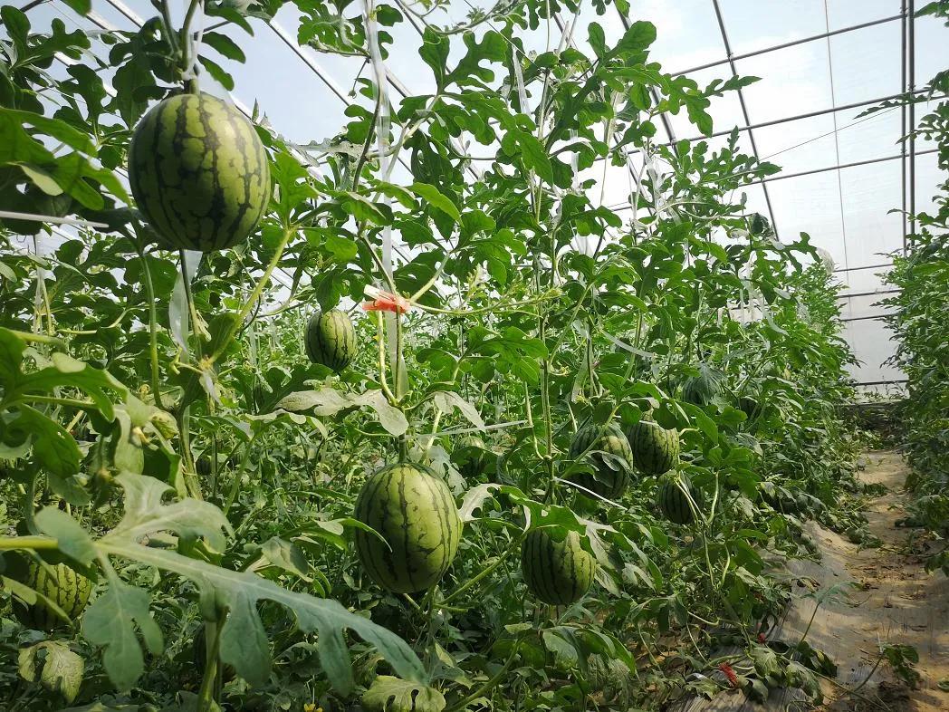 西瓜还差一周上市,就有很多打电话预定的,去年种植4亩礼品瓜,全部是