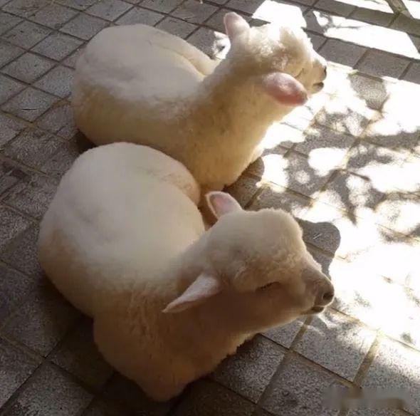 首尔这家羊咖全是白胖软萌的小绵羊,任撸!