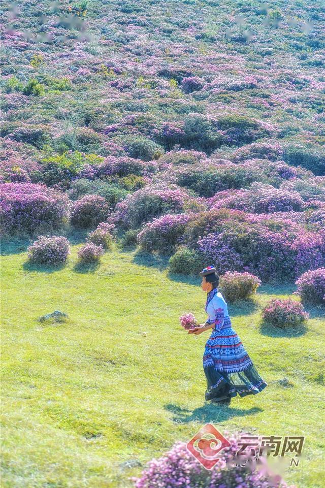 萬畝杜鵑待君來,昆明祿勸馬鹿塘花海景色宜人_景區