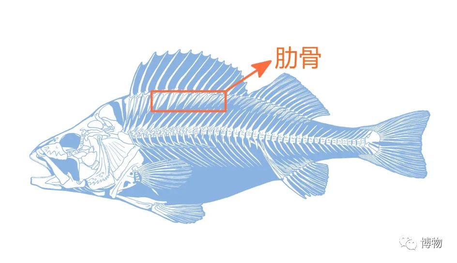 鱼刺分布图图片