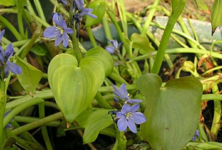农村这3种常见野草以前人们用来喂猪最后一种可做茶价格不菲