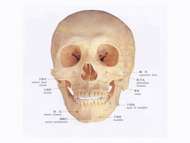 下颌的位置图图片