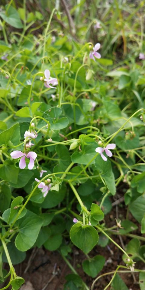 大地回春万物生 百花争艳姹紫嫣红