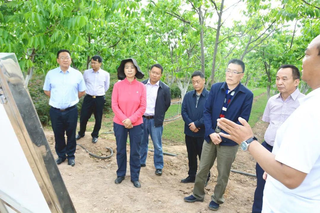 省政协民族和宗教委员会主任李红民调研大姚核桃产业发展情况