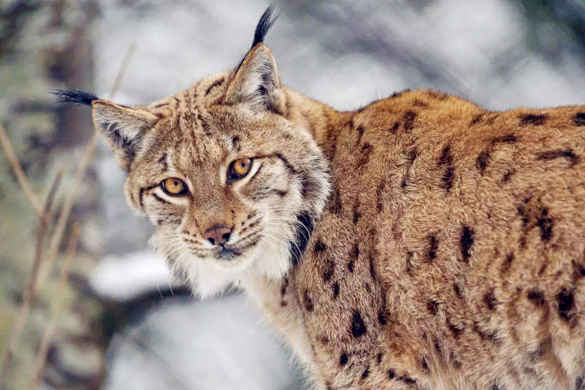 原创四川甘孜发现猞猁,趴在雪山标记领地,群狼路过闻到其气味赶紧跑