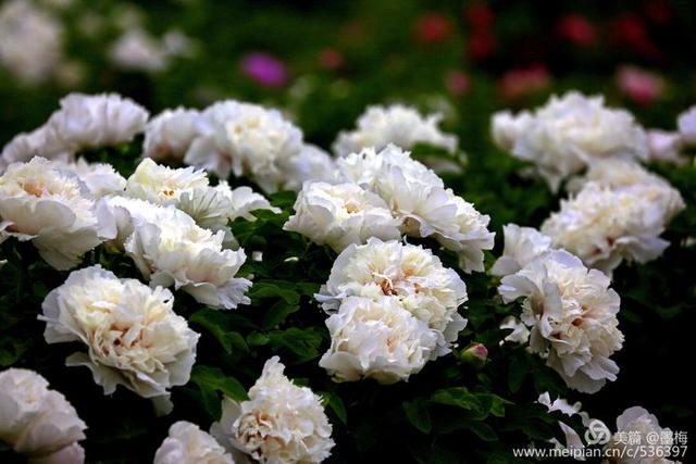 洛阳白牡丹芳菲娇艳犹如白衣天使奉献人间