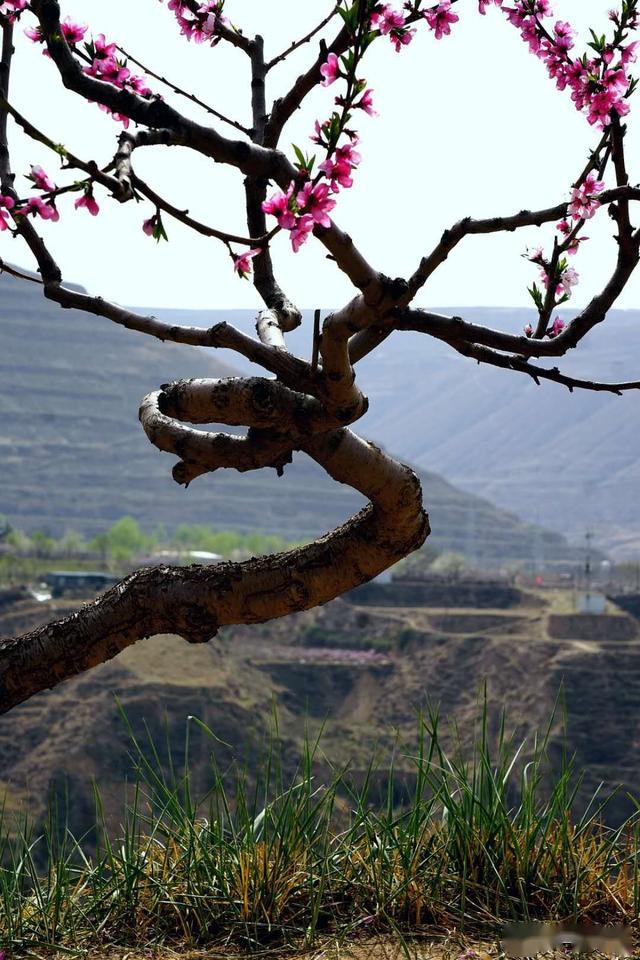 兰州美丽乡村花寨子桃花盛开了