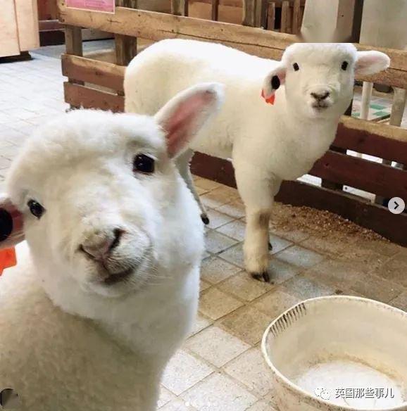 首尔这家羊咖全是白胖软萌的小绵羊,任撸!