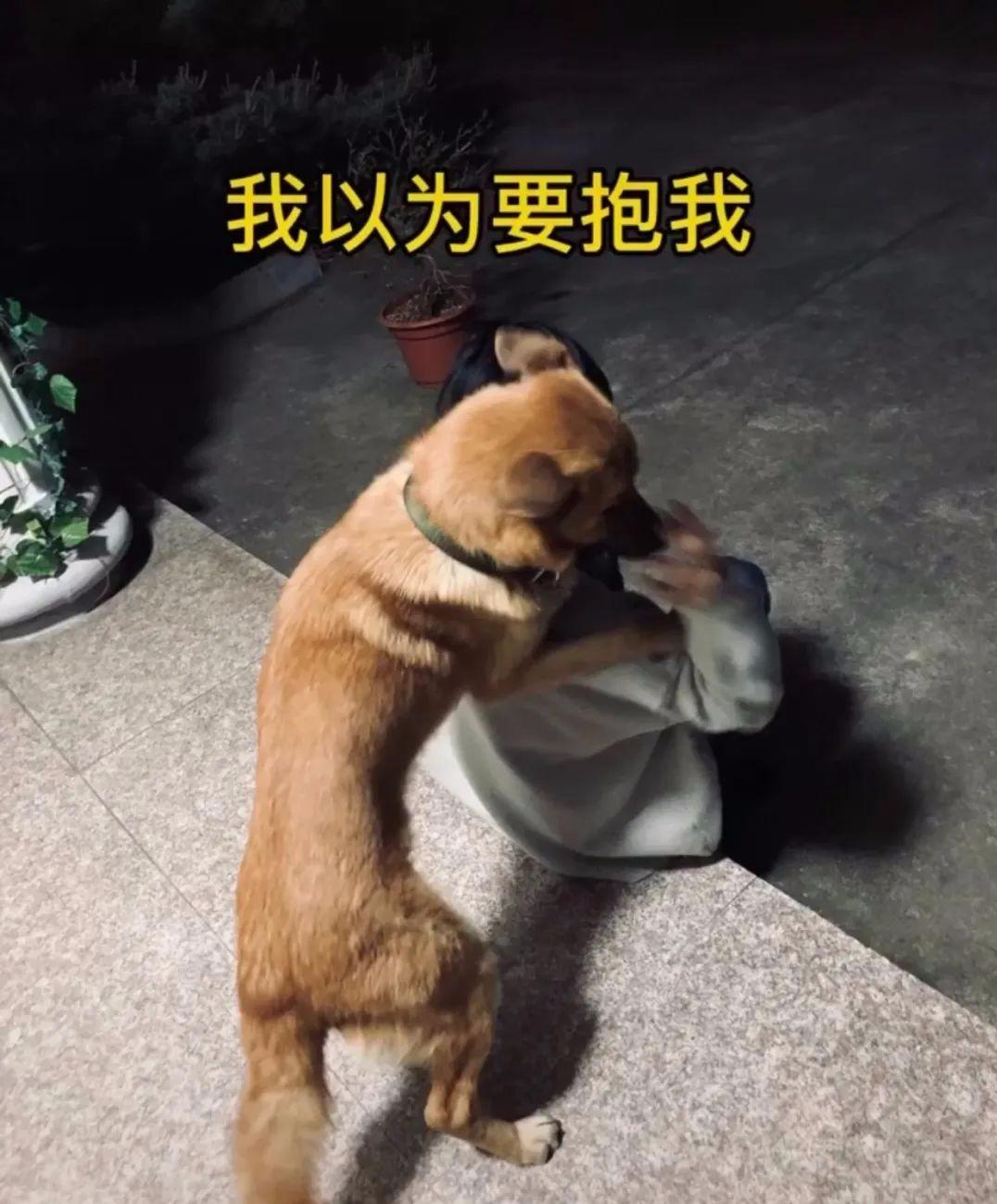 说出来你可能不信有人被一只狗子擒拿了