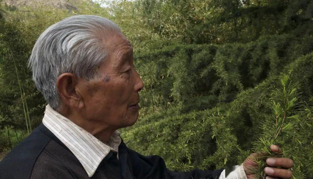 陕西一位老人60岁开始种树22年21棵变130000棵