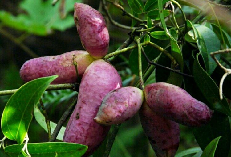 农村有一种奇特的野果比榴莲还好吃几十元一斤成稀罕货