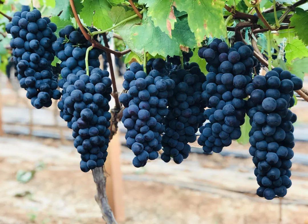 不仅早熟,云南建水县还是我国夏黑葡萄的主要种植区,有着22年种植历史
