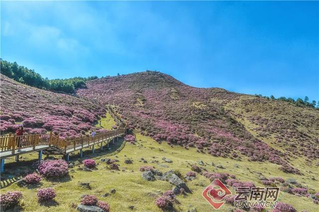 萬畝杜鵑待君來昆明祿勸馬鹿塘花海景色宜人