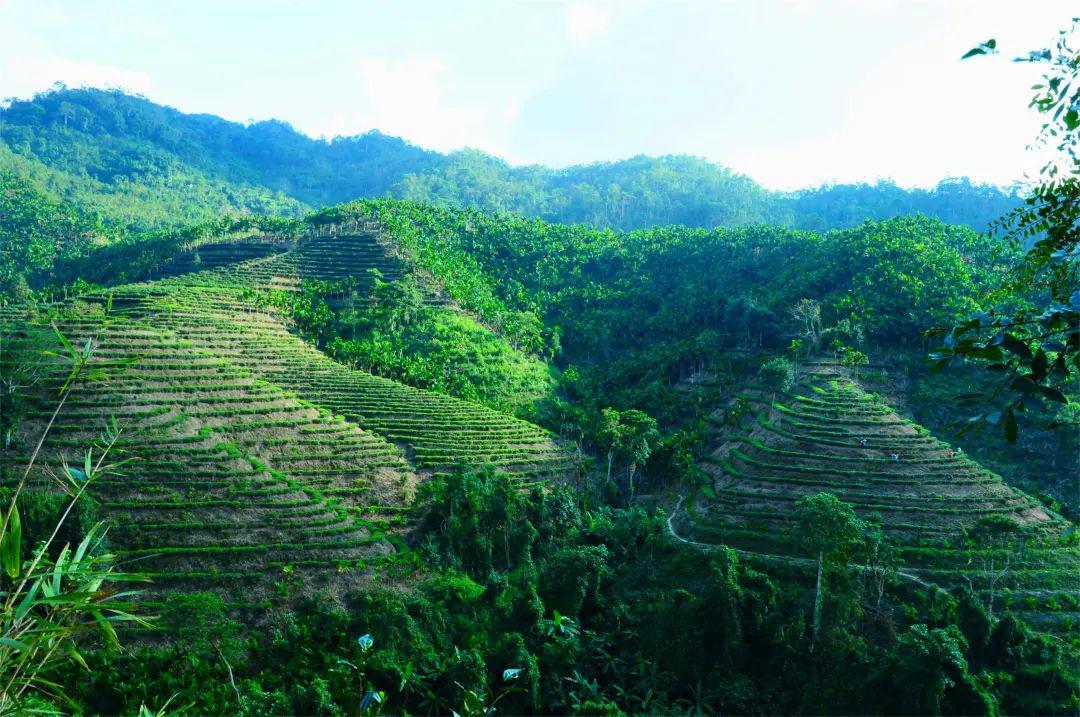 买起来99元游海南保亭4大景区先给你看看美景美图